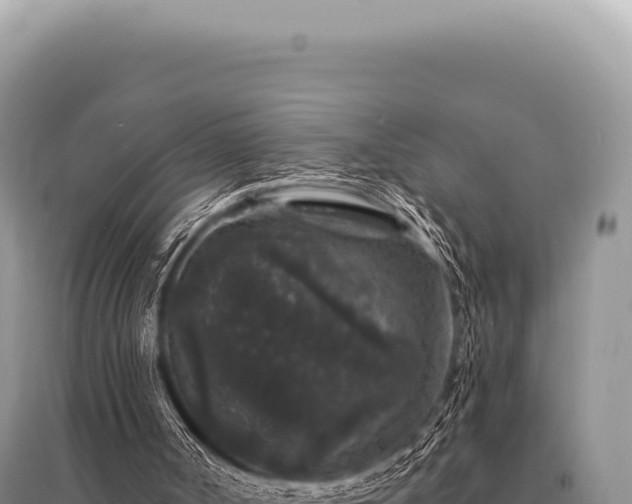 X0000095510002200712211250