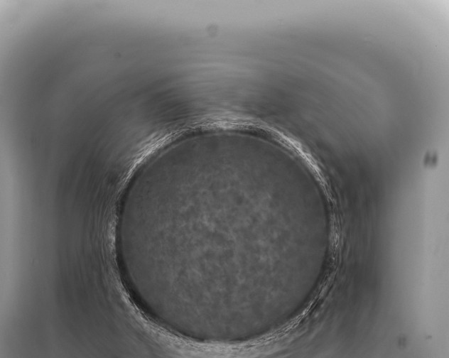 X0000095510010200712211250
