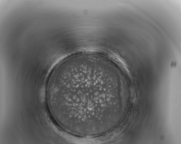 X0000095510012200712211250