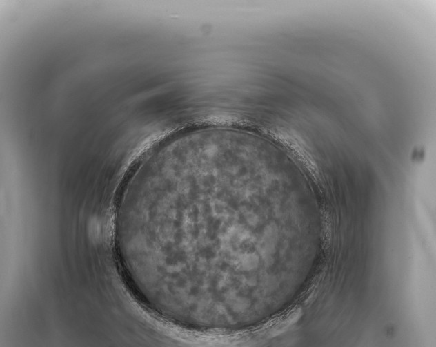 X0000095510016200712211250