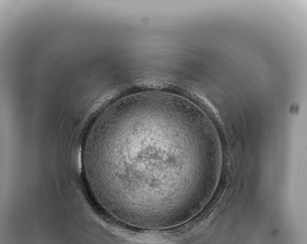 X0000095510020200712211250