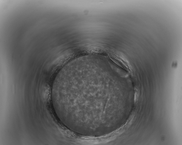 X0000095510029200712211250
