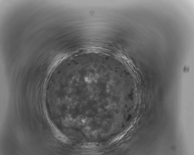 X0000095510049200712211249