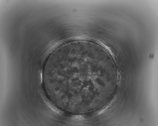X0000095510061200712211249