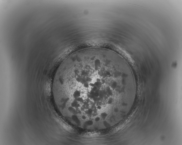X0000095510065200712211249