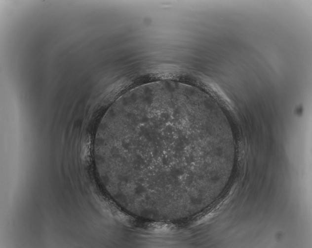 X0000095510073200712211249