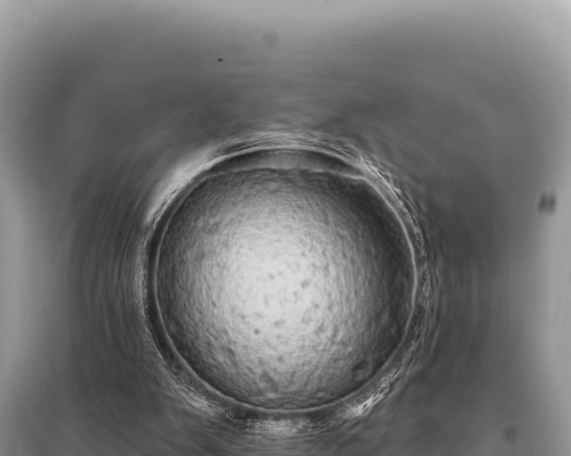 X0000095510103200712211249