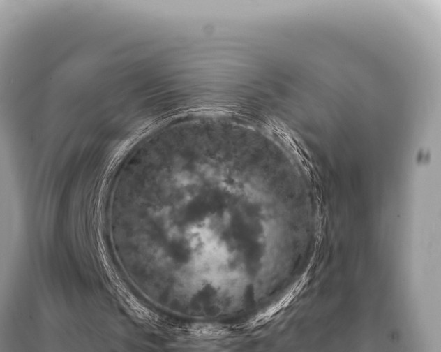 X0000095510145200712211247