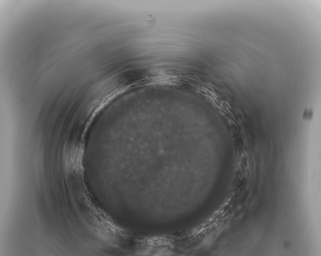 X0000095510146200712211247