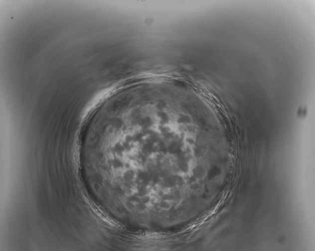 X0000095510149200712211248