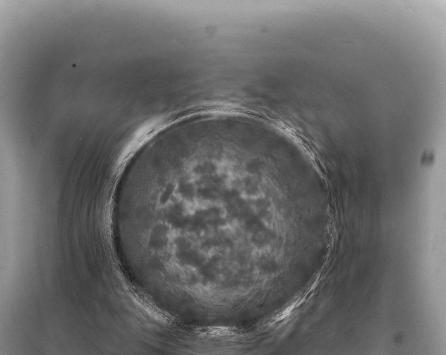 X0000095510151200712211248