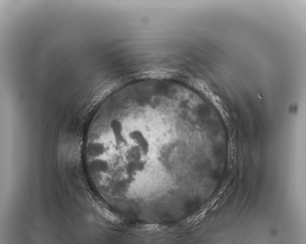 X0000095510153200712211248