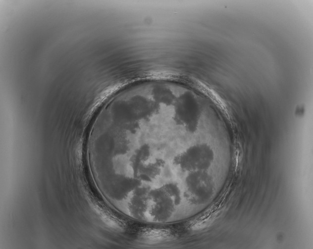 X0000095510155200712211248