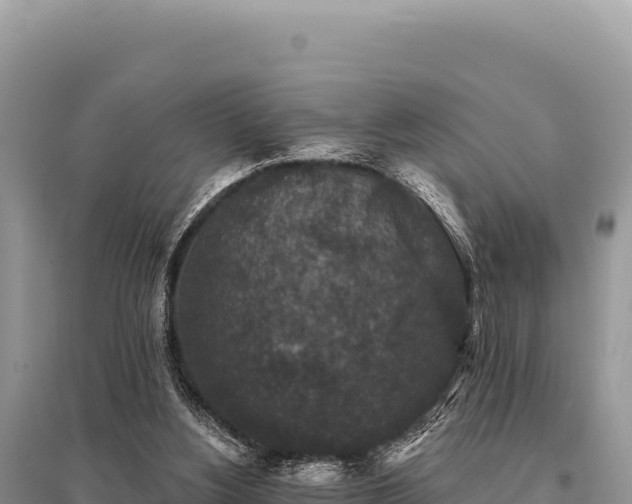 X0000095510156200712211248