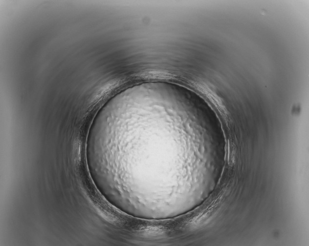 X0000095510157200712211248