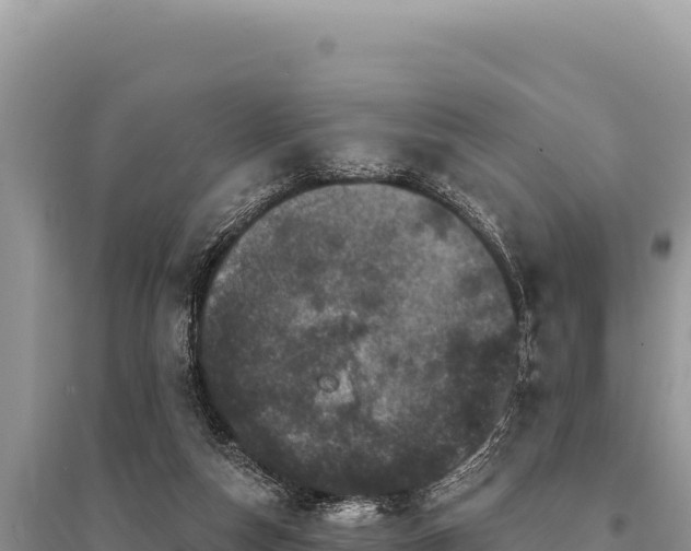X0000095510162200712211248
