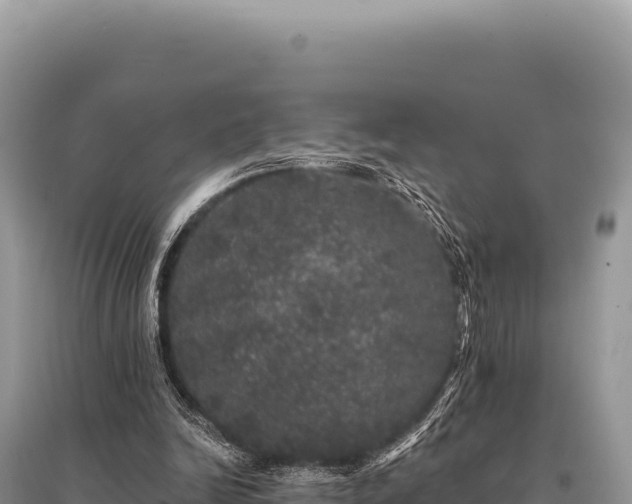 X0000095510246200712211246