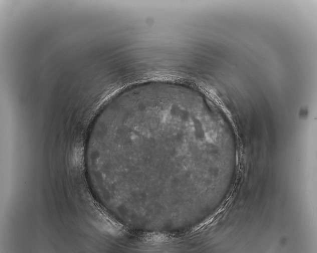 X0000095510249200712211246