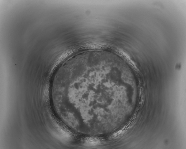 X0000095510250200712211246