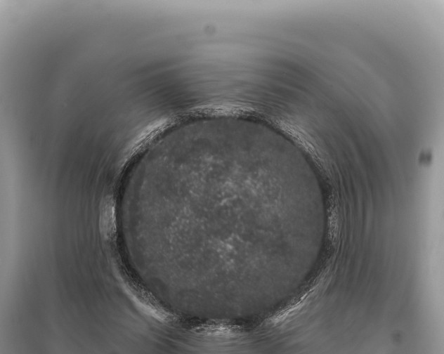X0000095510254200712211246