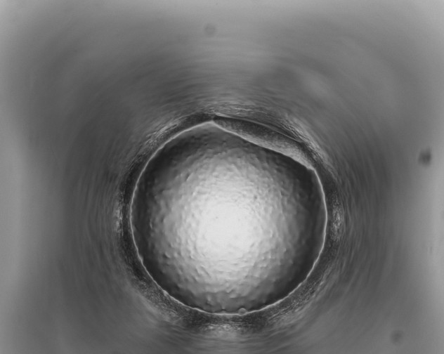 X0000095510259200712211246
