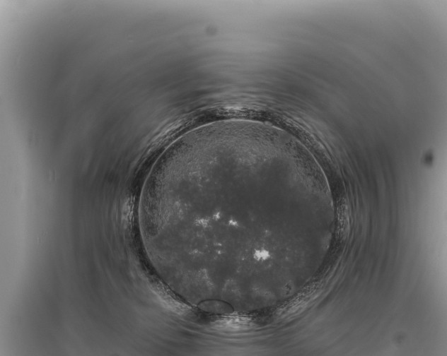 X0000095510278200712211247