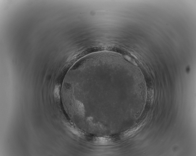 X0000095510286200712211247