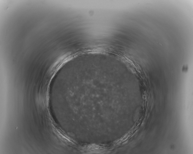 X0000095510290200712211246