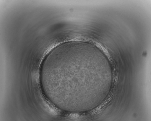 X0000095510298200712211246