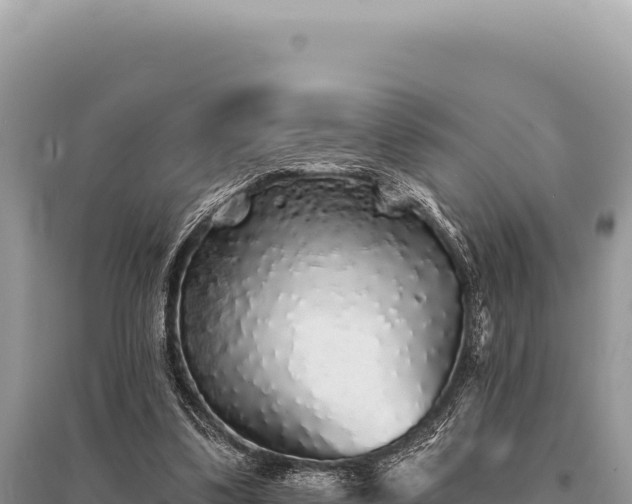 X0000095510299200712211246