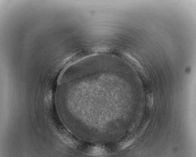 X0000095510308200712211246