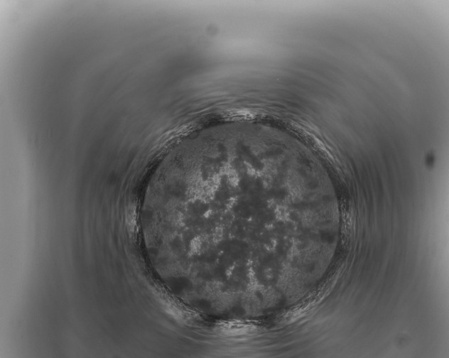 X0000095510331200712211245