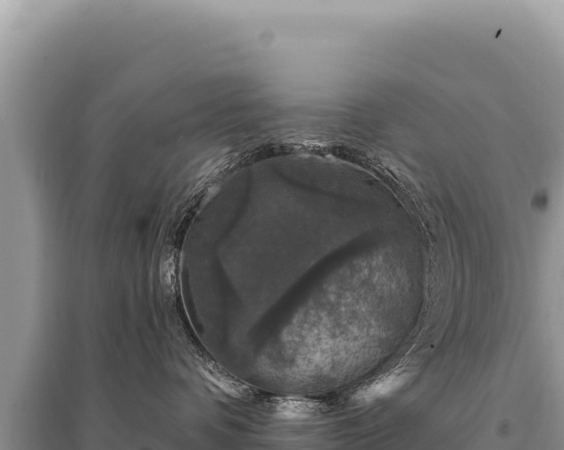 X0000095510336200712211245