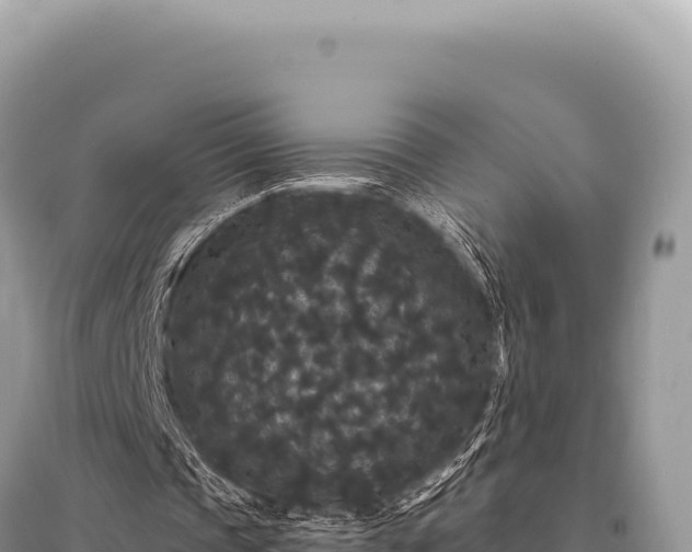 X0000095510337200712211245