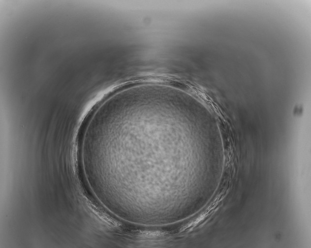 X0000095510342200712211245