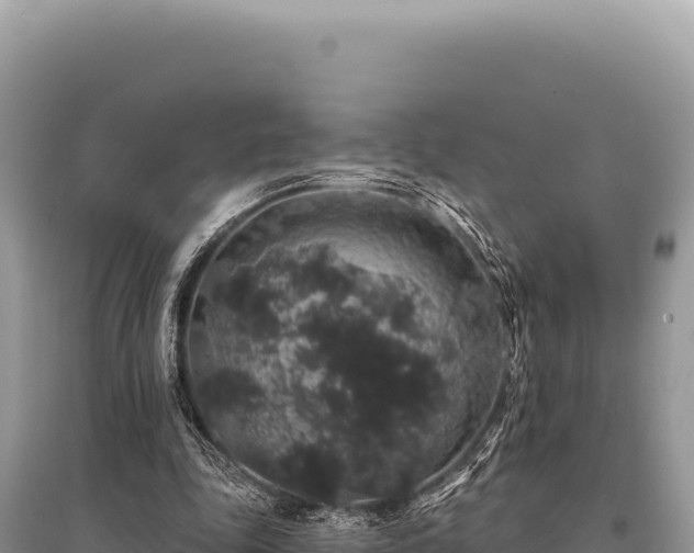 X0000095510343200712211245