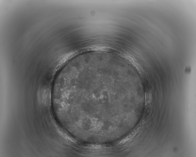 X0000095510349200712211245