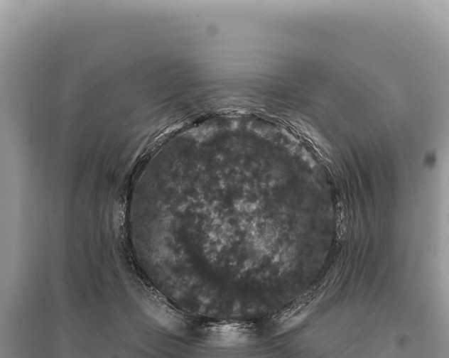 X0000095510365200712211245