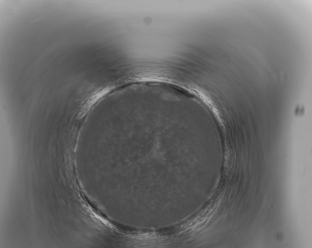 X0000095510385200712211245