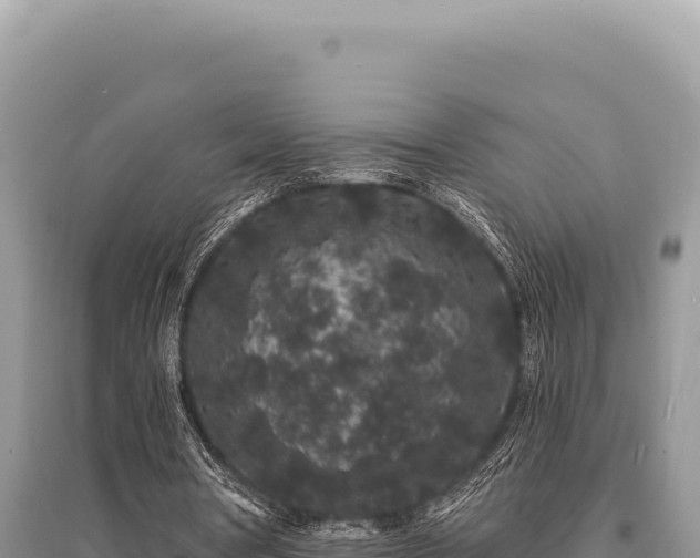 X0000095510386200712211245