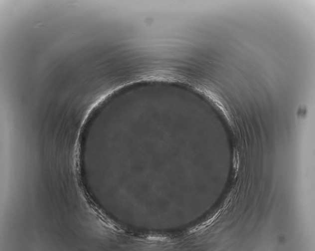 X0000095510388200712211245