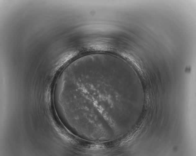 X0000095510398200712211244
