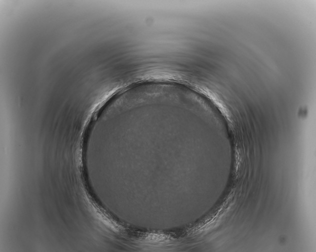 X0000095510399200712211244