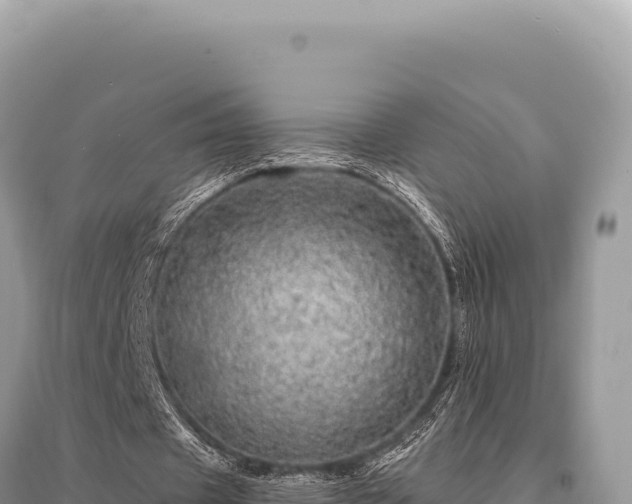 X0000095510433200712211243