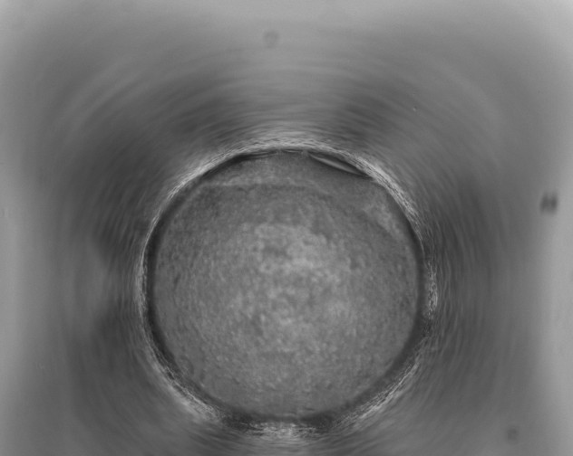X0000095510439200712211243