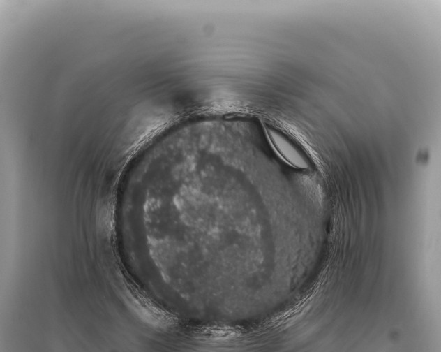X0000095510443200712211243