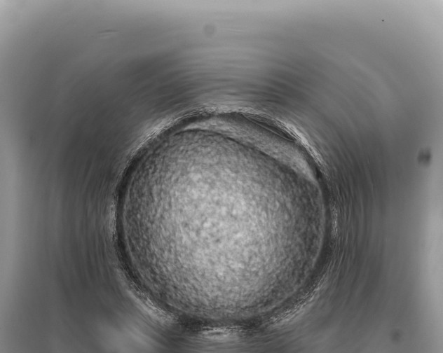 X0000095510447200712211243