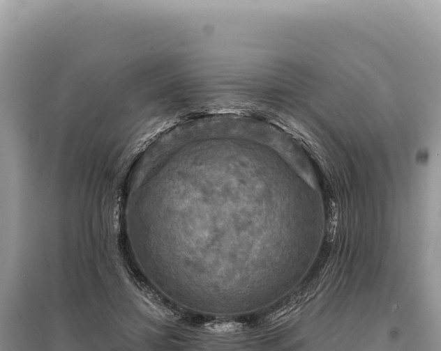 X0000095510452200712211244