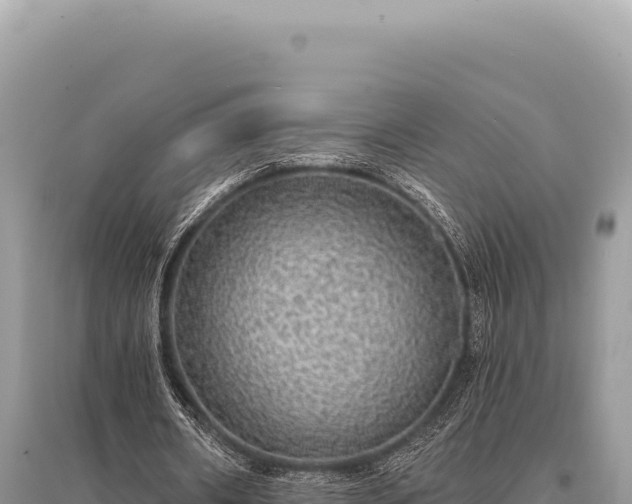 X0000095510482200712211243
