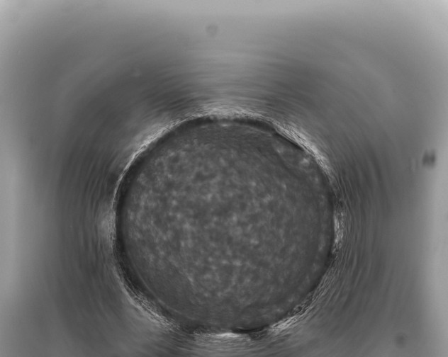 X0000095510488200712211243
